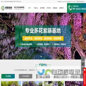 多花紫藤_进口紫藤_紫藤花树_丰花紫藤-徐州绣藤园林